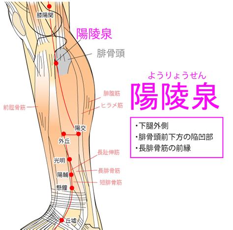 陽泉穴|陽陵泉穴 